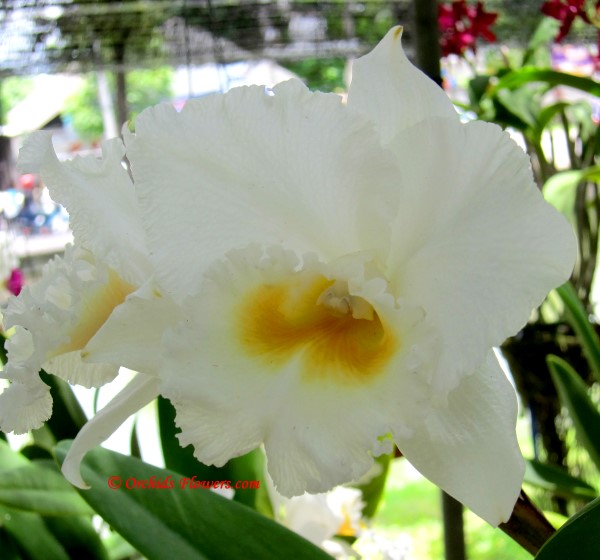 Orchid Hybrid Rhyncholaeliocattleya White Diamond